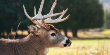 Kampinoski Park Narodowy: Odkryj polski raj przyrody i historii