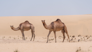 Wielbłądy w naturalnym środowisku