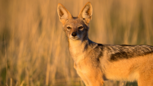 Szakal w naturalnym środowisku