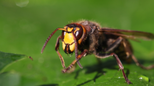 Szerszeń w naturalnym środowisku